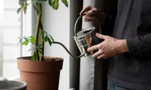 Persona riega una planta con agua del aire acondicionado.