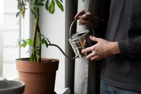 Persona riega una planta con agua del aire acondicionado.