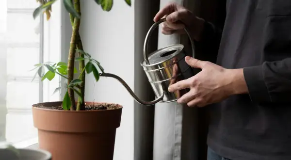Persona riega una planta con agua del aire acondicionado.