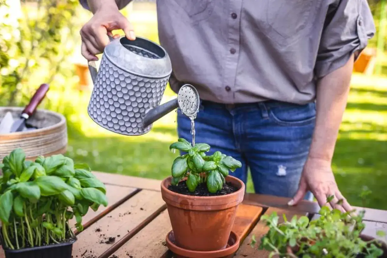 Persona riega una planta de albahaca con agua del aire acondicionado para regar.