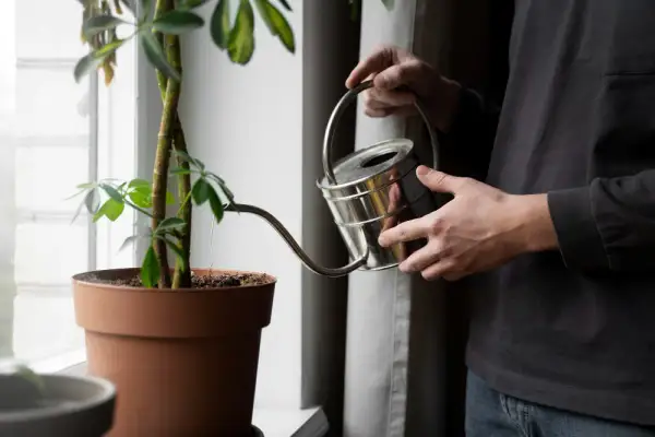 Persona riega una planta con agua del aire acondicionado.